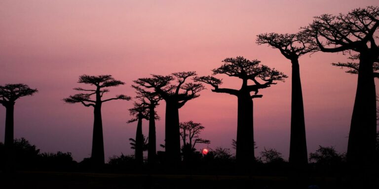 Antanimalandy soleij;pg