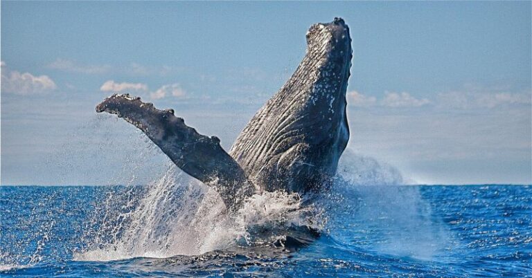 baleine-a-Sainte-marie-Nosy-Boraha