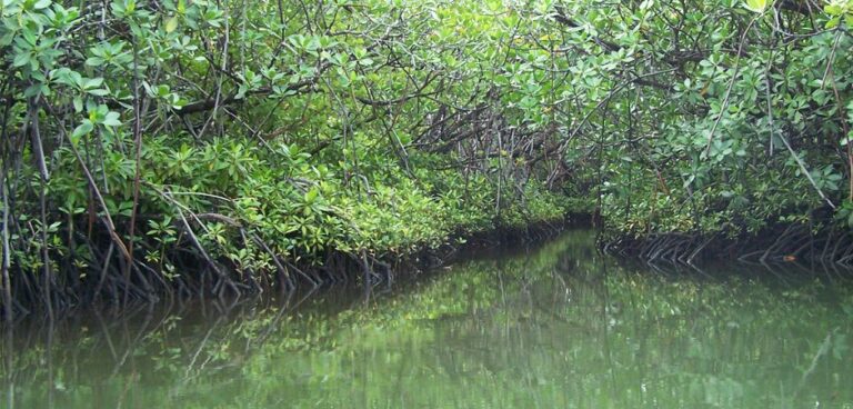 faune-flore-mangrove-a-la-une